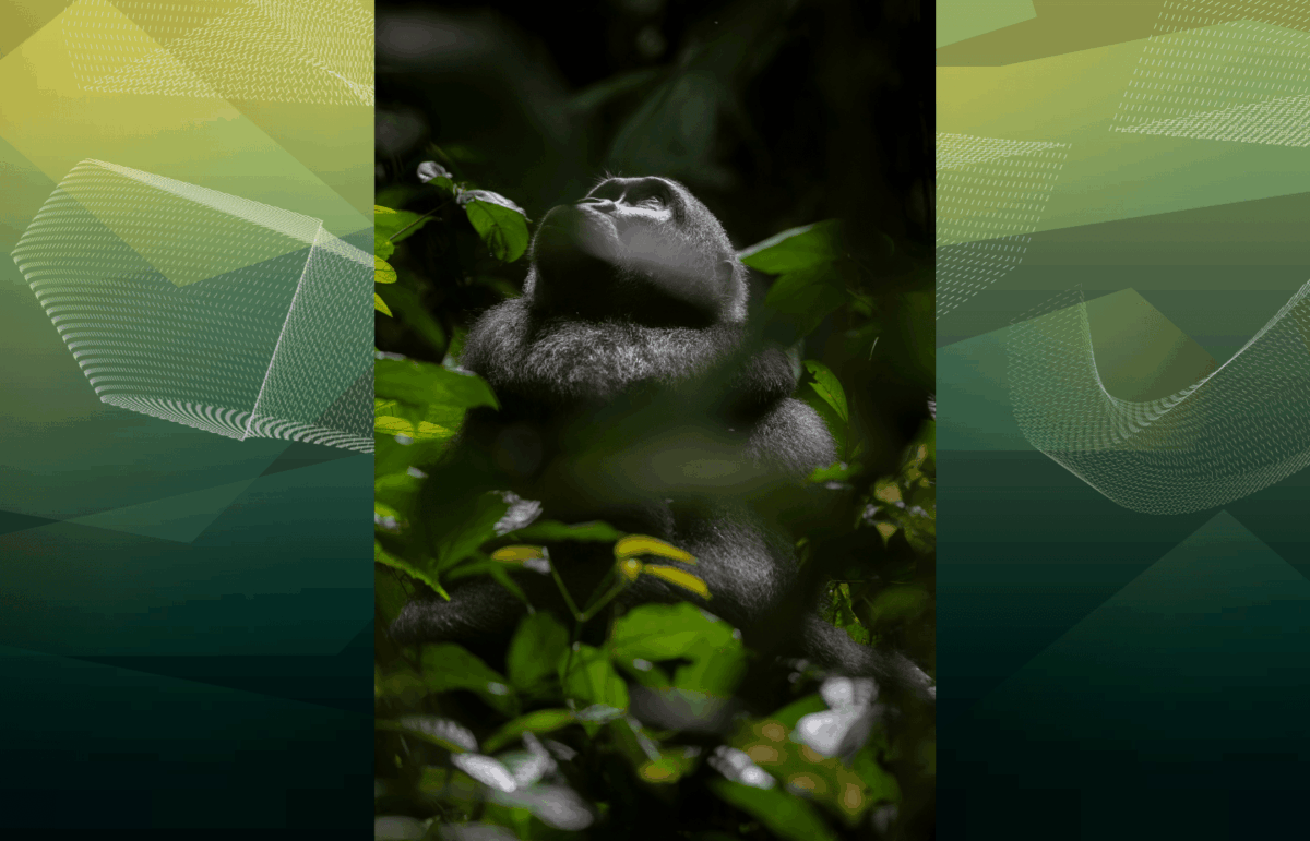 Photographier la forêt, saisir le vivant