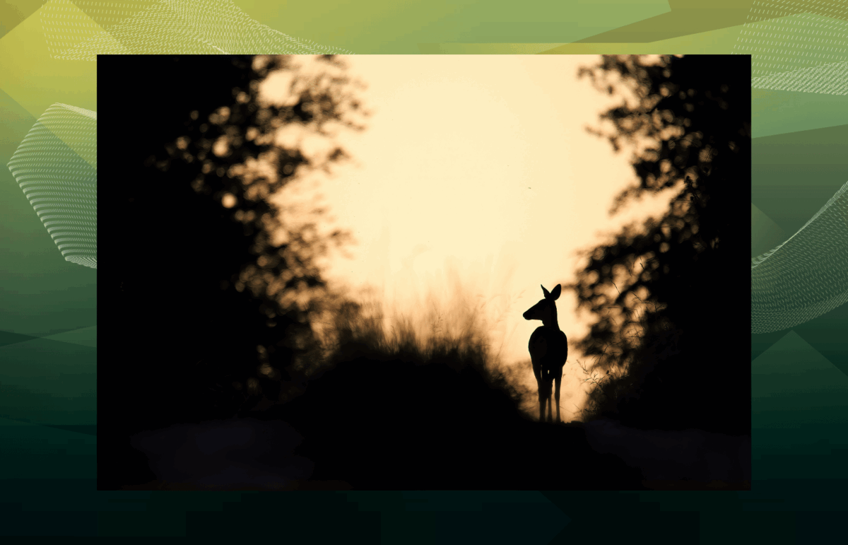 Sortie nature nocturne – La nuit en forêt