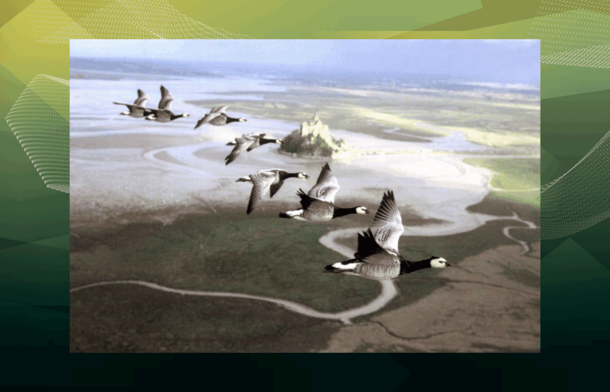 Séance spéciale oiseaux migrateurs